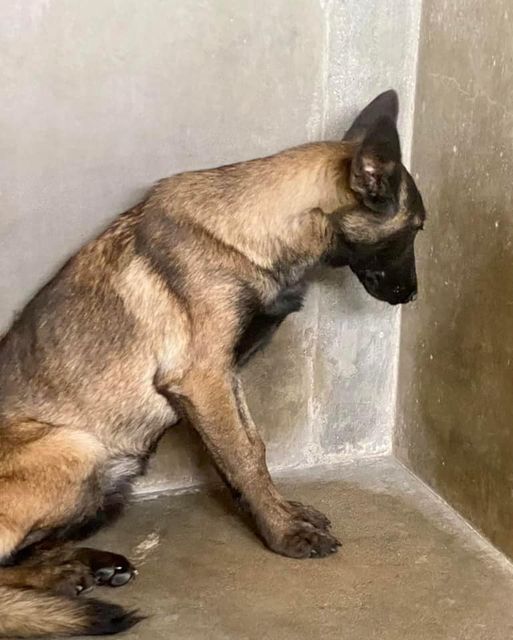 Stunning 7 month old Malinois shepherd pup needs miracle before she dies at shelter