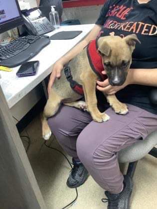 Five-month-old frightened puppy abandoned outside of Texas shelter needs our help