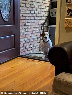 Heartbreaking moment a rescued pup struggled to step inside foster mom’s house