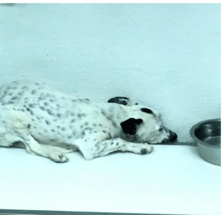 Dog found hiding behind washing machine in vacant house and left to die