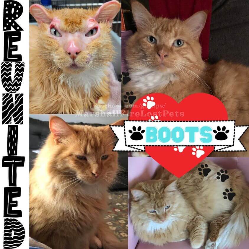 boots-the-cat-3