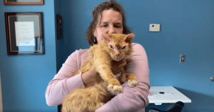 boots-the-cat
