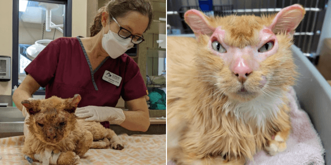 Boots the cat reunited with family after surviving devastating Colorado fire