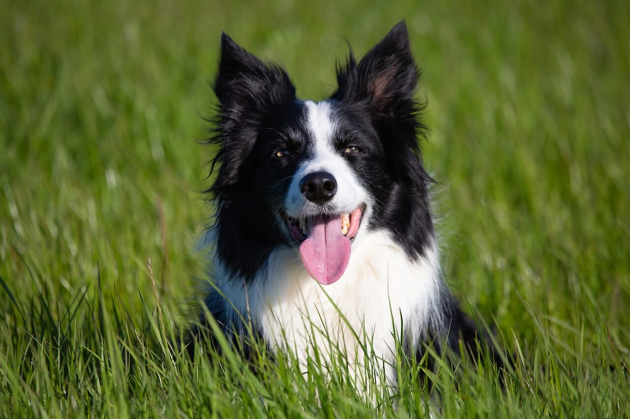 Clever border collie caught bus home after getting lost chasing geese while on her walk