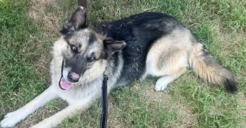 German shepherd ‘Sheba’ stolen five years ago discovered 600 miles away from home