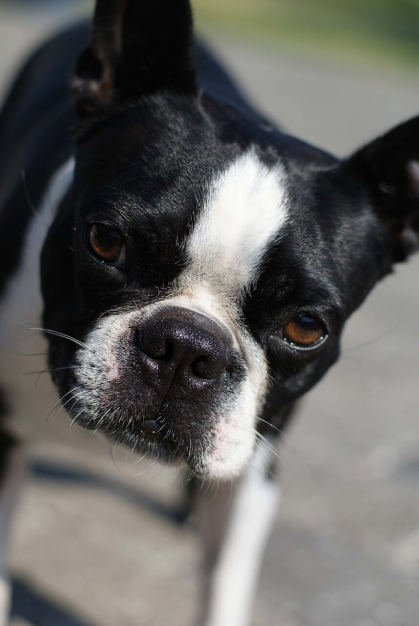 Boston terrier pixabay