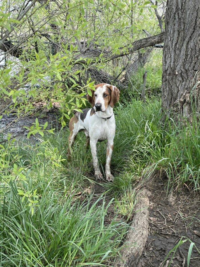 Deaf and blind dog abandoned at Boulder park: Police asking for help
