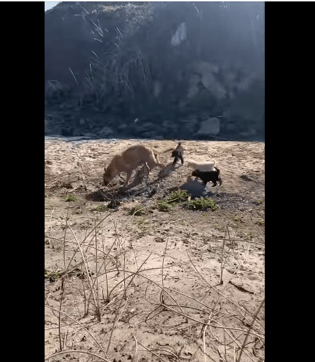 Dogs had been out in a field for three years producing litter after litter but today they have been rescued