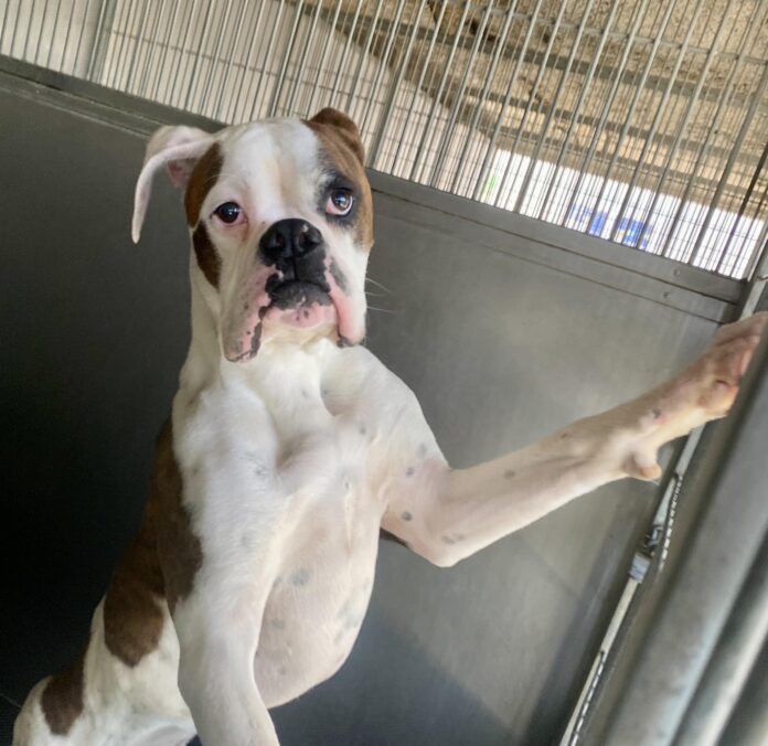 Destined for death row: No one came for this adorable Boxer