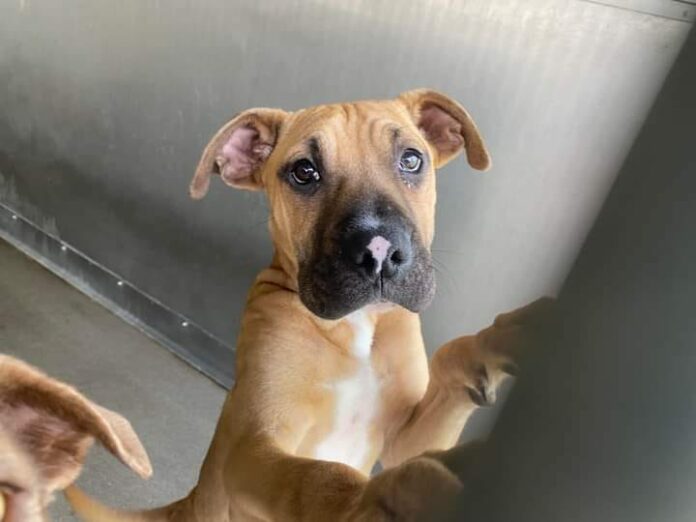 Huggable Boxer puppy returned by adopter for being ‘too active’