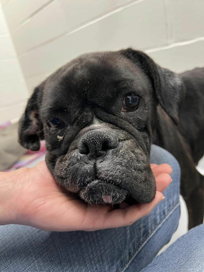 60 Boxer dogs surrendered from single property to Massachusetts animal shelter