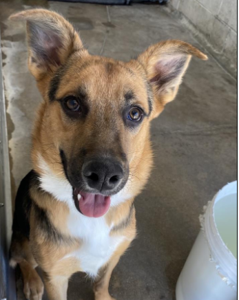 Sweet pup returned to shelter because family wanted ‘back yard dog and this boy too needy’