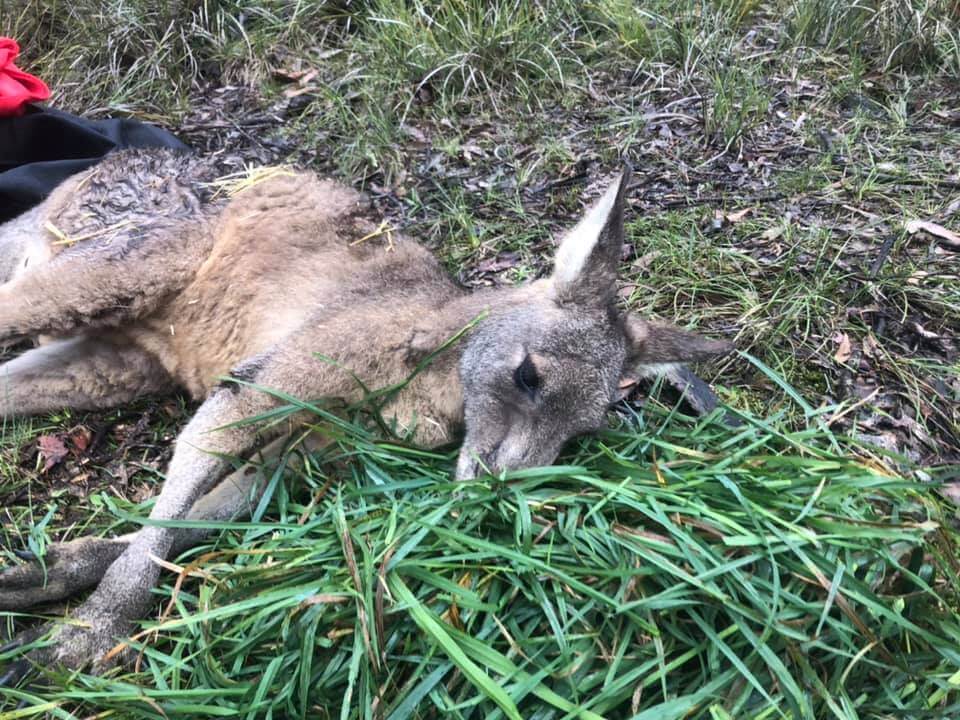 Kangaroo ‘Brad Pit’ that fell 23 feet into mine shaft rescued