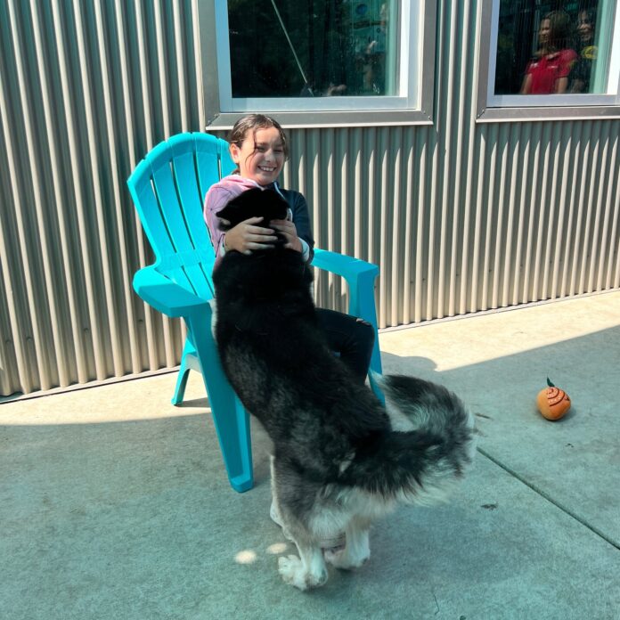 After man intentionally had run over and killed her dog deputies helped grieving 8-year-old find new puppy