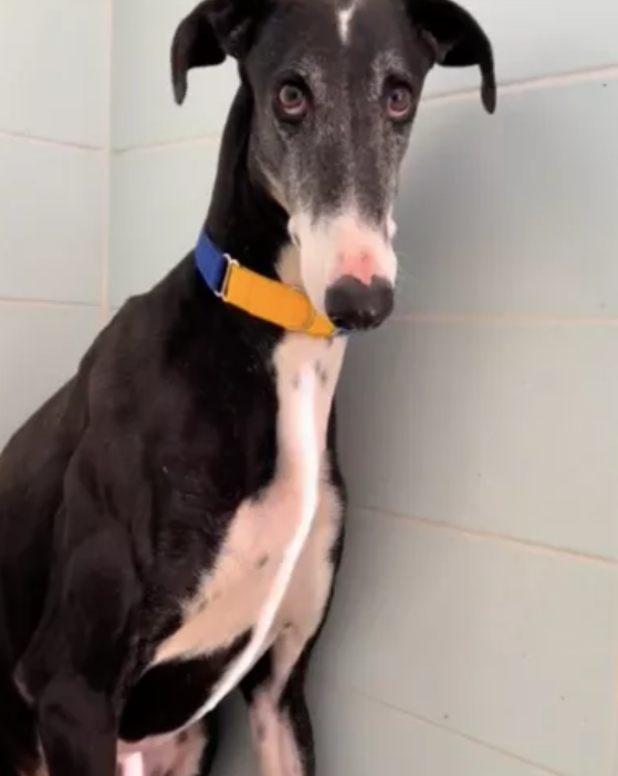 Rescue pup can’t stop shivering with fear as he arrives at shelter breaks our hearts