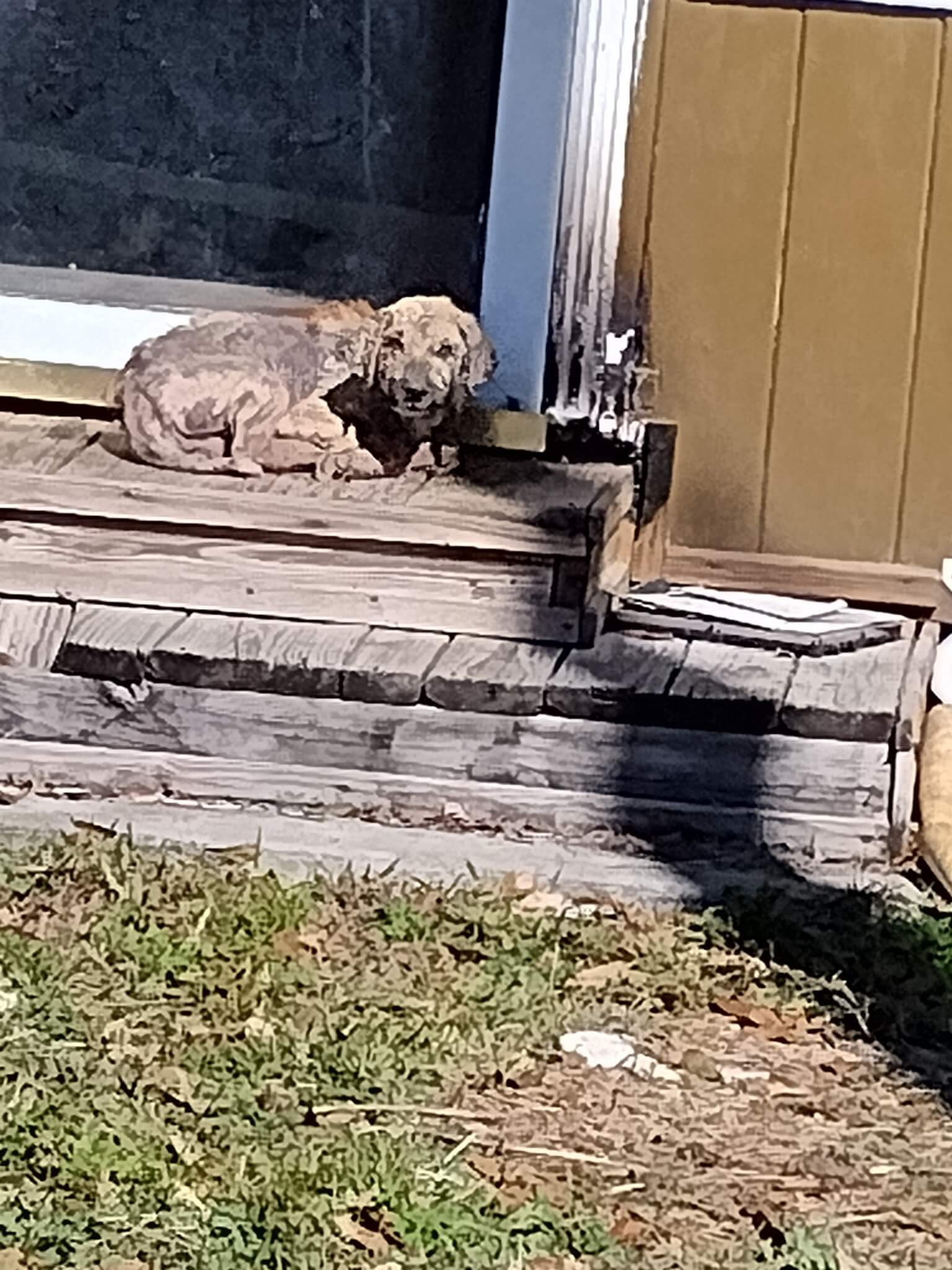 ‘Bravo’ was found like this at a vacant house in Melrose Place