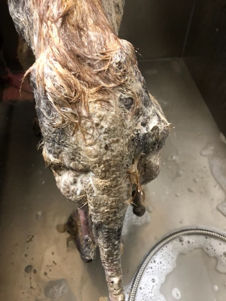 bravo-neglected-pup-5