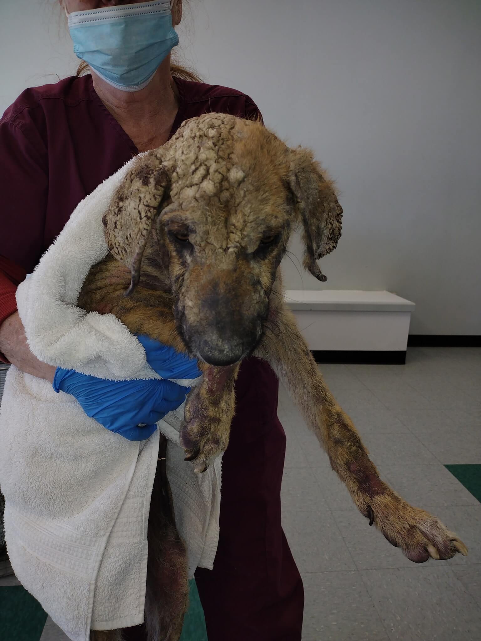 UPDATE: Suffering ‘Bravo’ transported to rescue organization where he is getting the help he needs