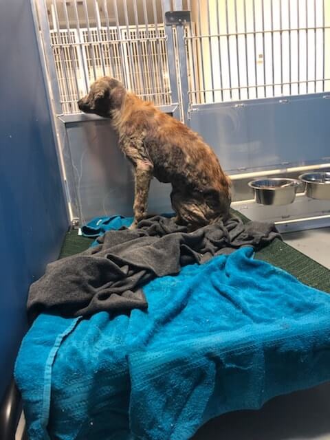 bravo-neglected-pup3