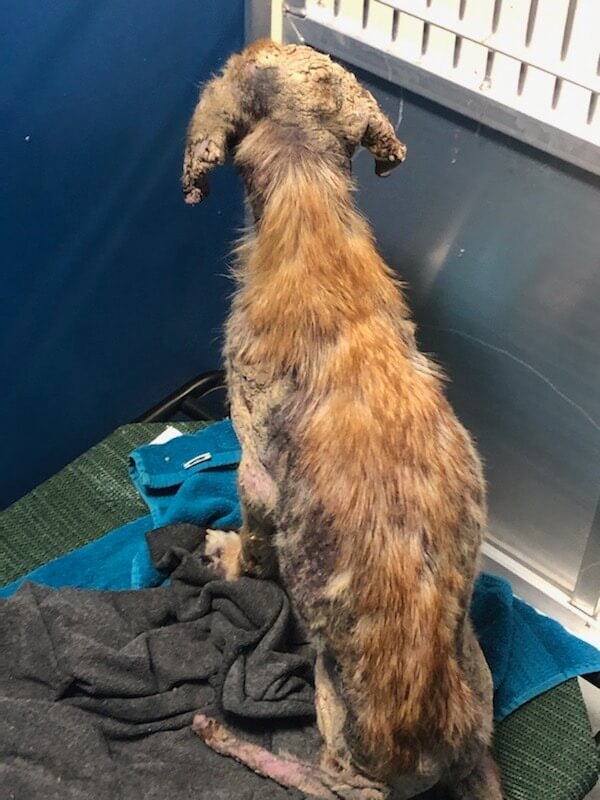 bravo-neglected-pup4