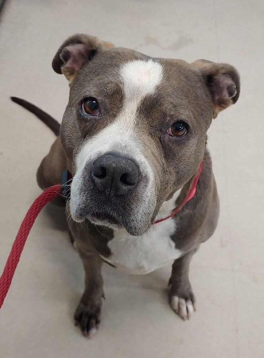 Fifth time returned to Baltimore shelter in last 3 years for sweetest dog ever