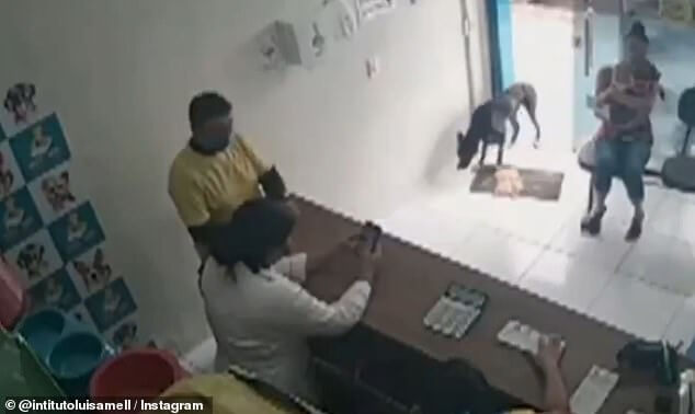 Stray dog wandered into vet clinic and puts sore foot forward asking for help