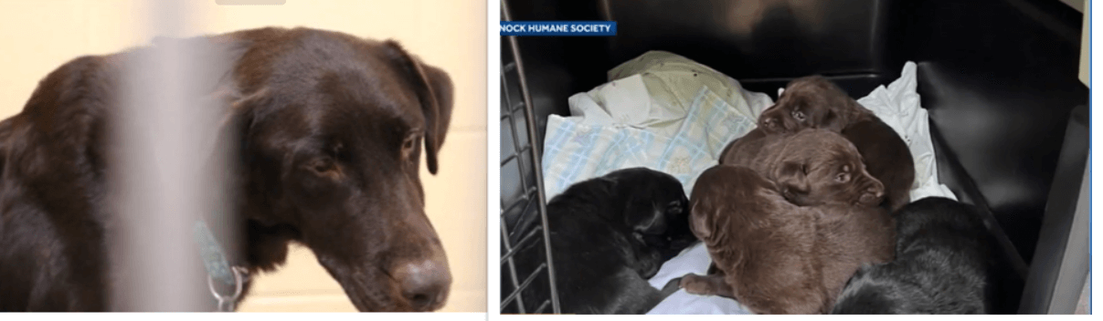 27 dogs and puppies rescued from ‘inhumane conditions’ at home of breeder