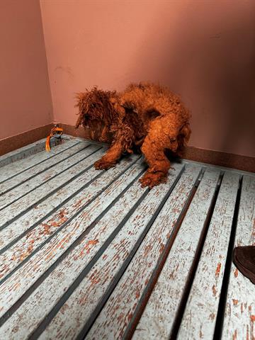 Backyard breeder or hoarder? Miniature poodles neglected all their lives need rescue