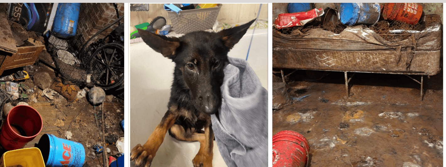 German Shepherds rescued from deplorable conditions at ‘certified’ breeder property