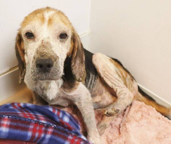Two beagles in horrid condition abandoned at entrance of NJ Parkway: the healing process begins