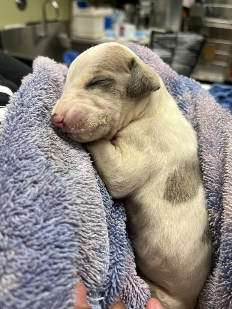 bridget-pup-2-773x1030-1