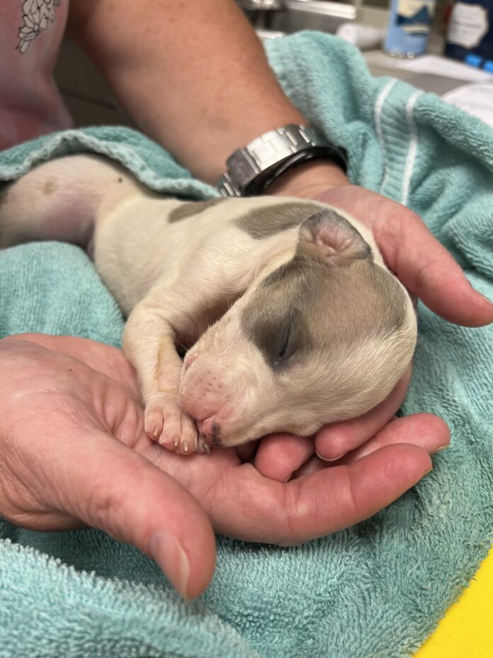 Heartless woman wanted to toss tiny puppy into trash can but Good Samaritan saved her life