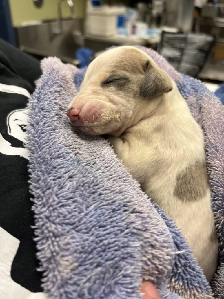 bridget-pup-773x1030-1