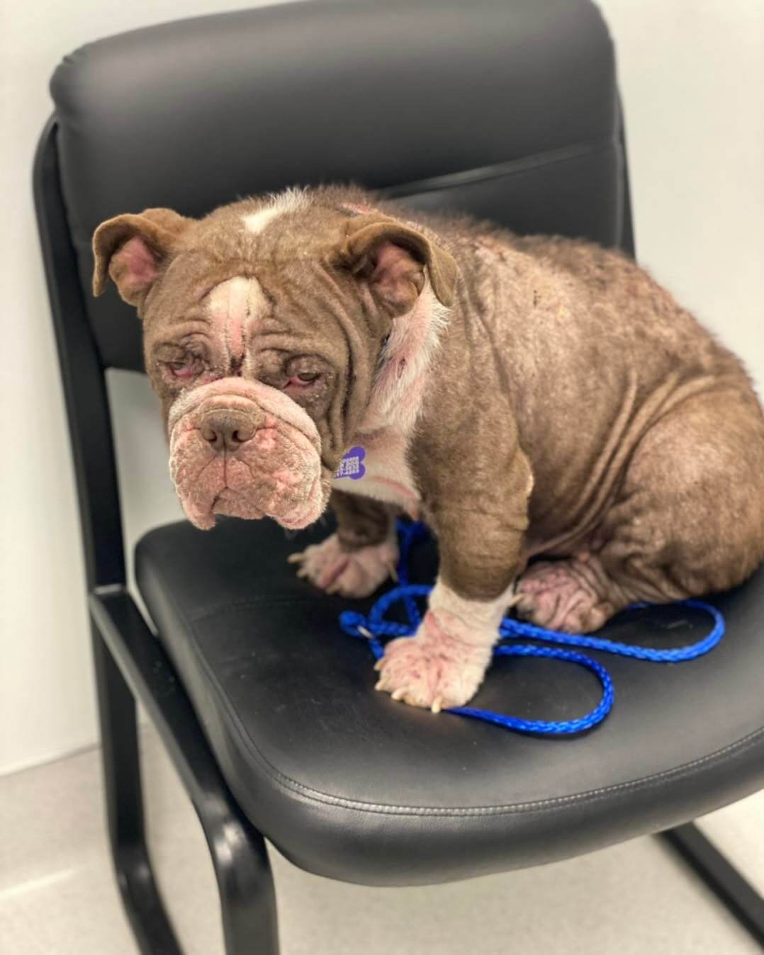 A New Year Day’s arrival for Bridgett whose owners no longer had time nor the means to care for her