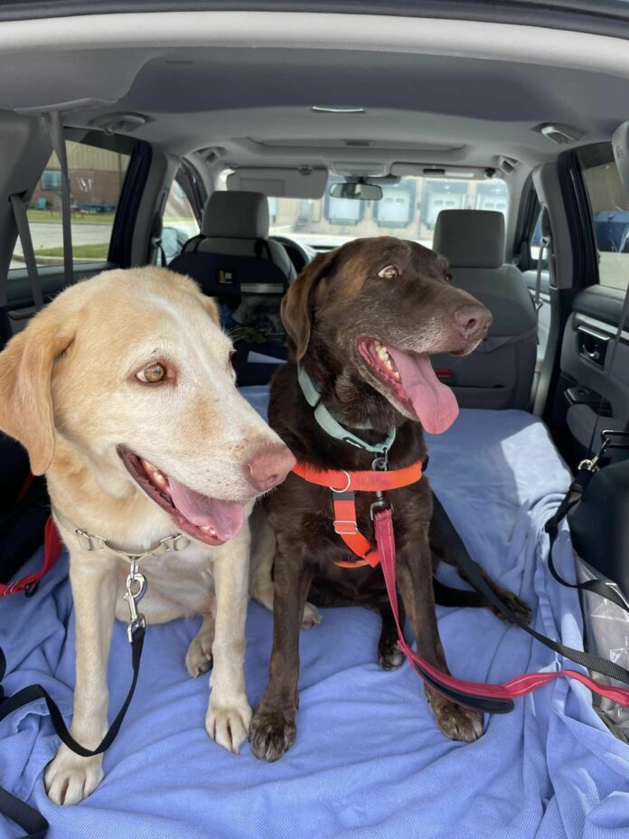 Bonded Labs surrendered to shelter by owner after new puppy arrives