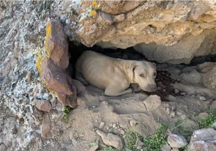 Lucky Shar Pei rescued on Arizona’s Lookout Mountain hiding in cutout