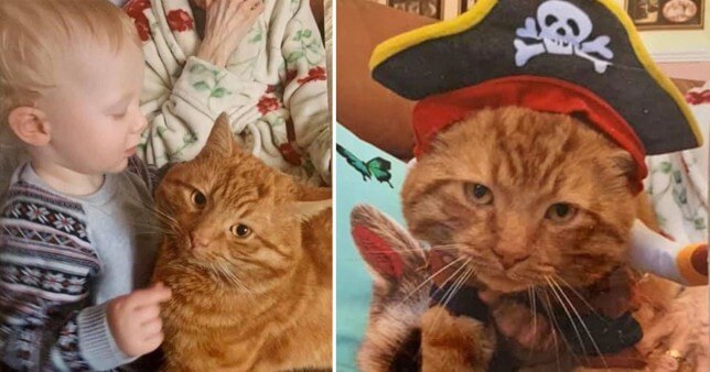 Shelter refused to give woman back her precious cat because he wasn’t chipped or neutered