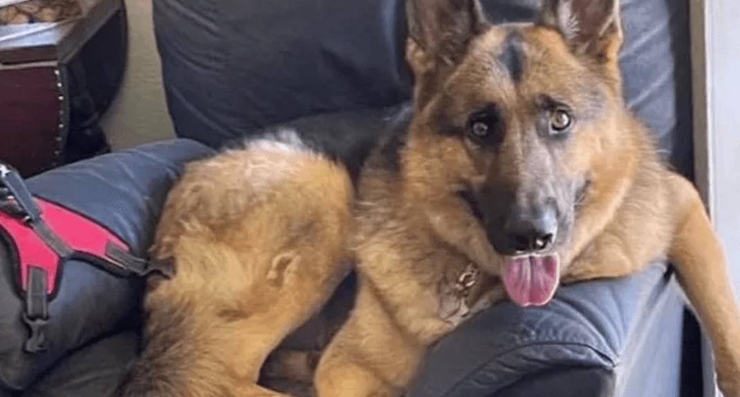 German shepherd service dog stolen from front yard