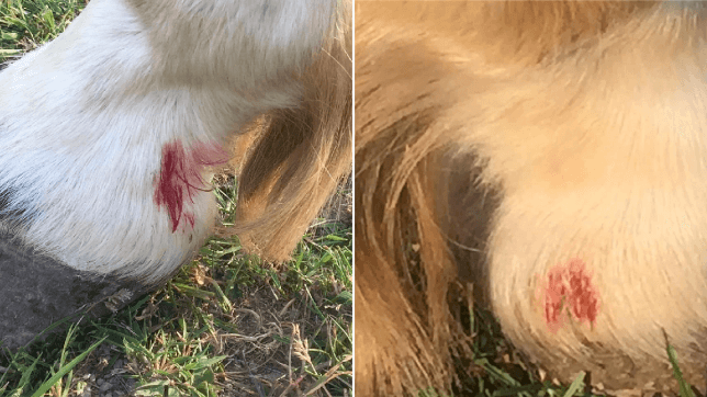 Frightened pony impaled on fence after nasty teens chased it