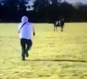 brinsley-animal-rescue2