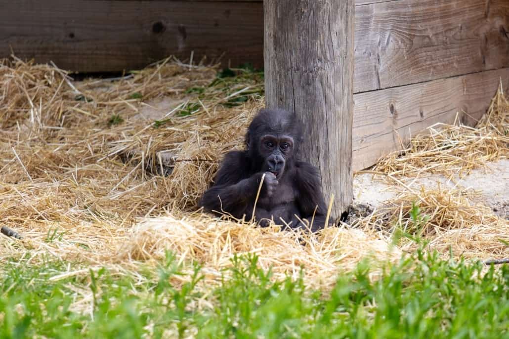 bristol-zoo-gorilla-1-1030x686-1