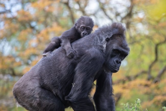 Infant gorilla rejected by his mother at Bristol Zoo now has a surrogate mom