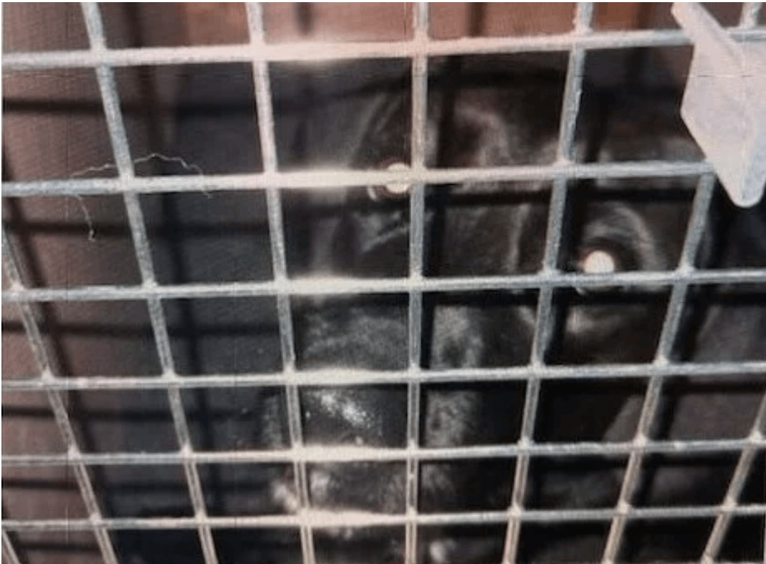 Pet owner’s nightmare: Airlines flew dog to Saudi Arabia instead of Nashville