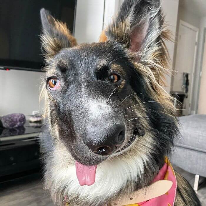 Brodie shepherd