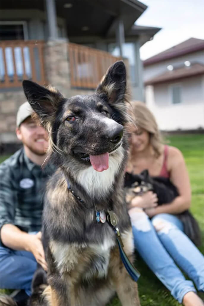 brodie-shepherd2-687x1030-1