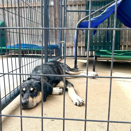 Shelter dog returned just 3 hours after adopted finds forever home with social media help