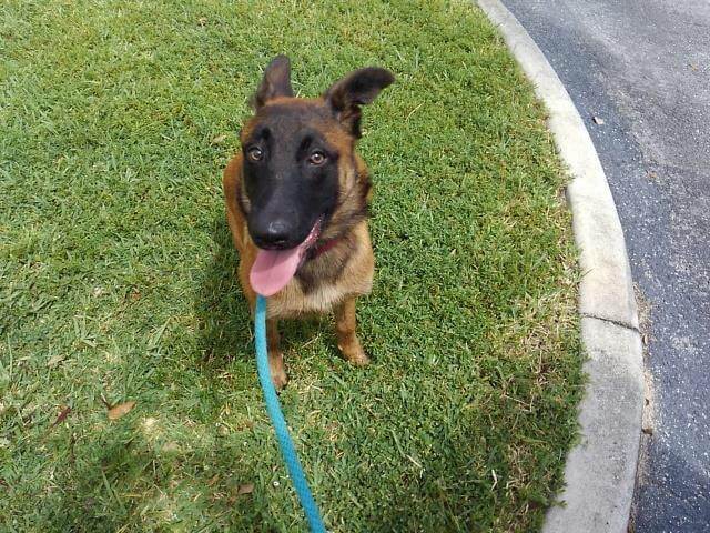 ‘Look at me!’ Belgian Malinois puppy needs foster home in Florida