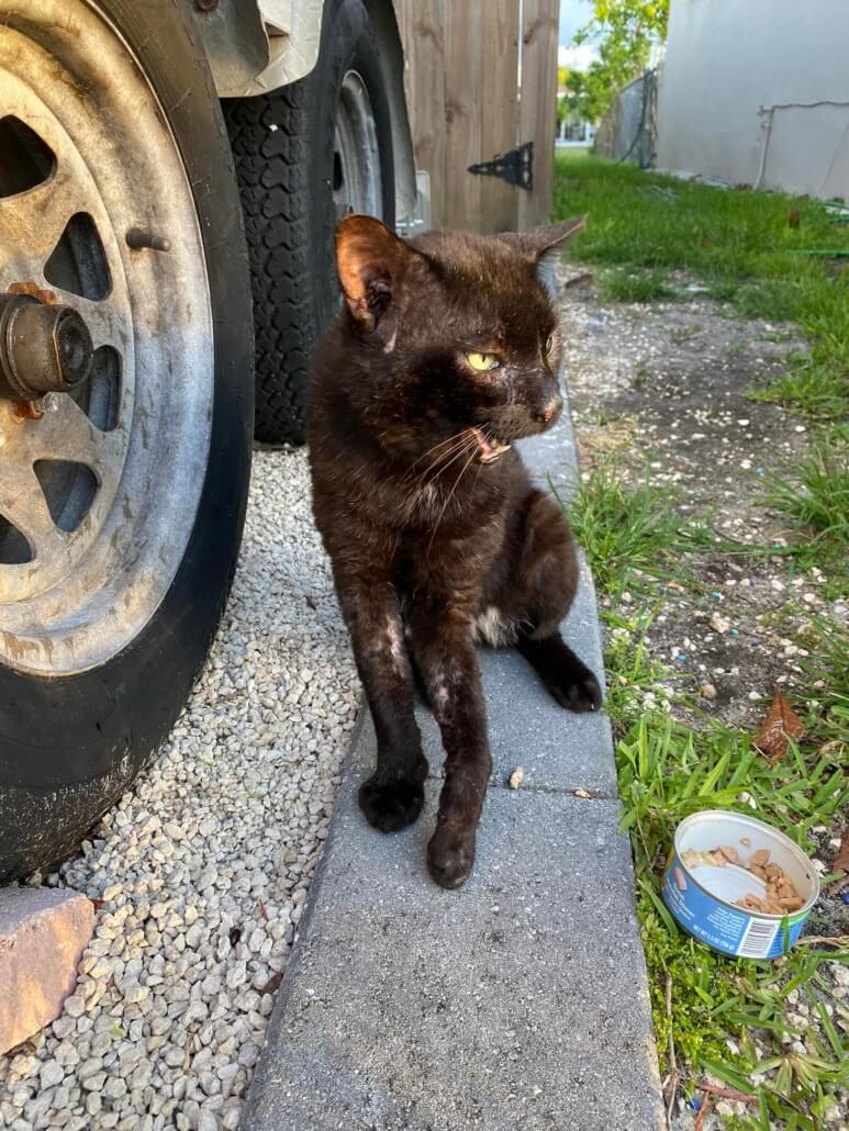 broward-cat-773x1030-1