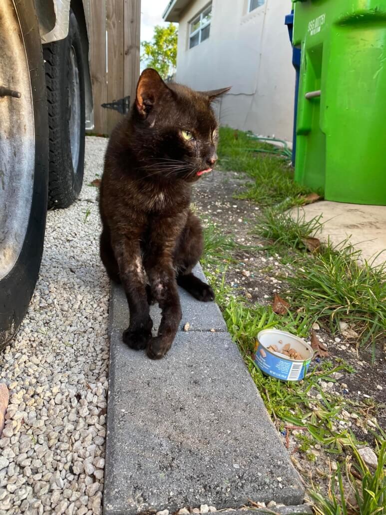 broward-cat1-773x1030-1