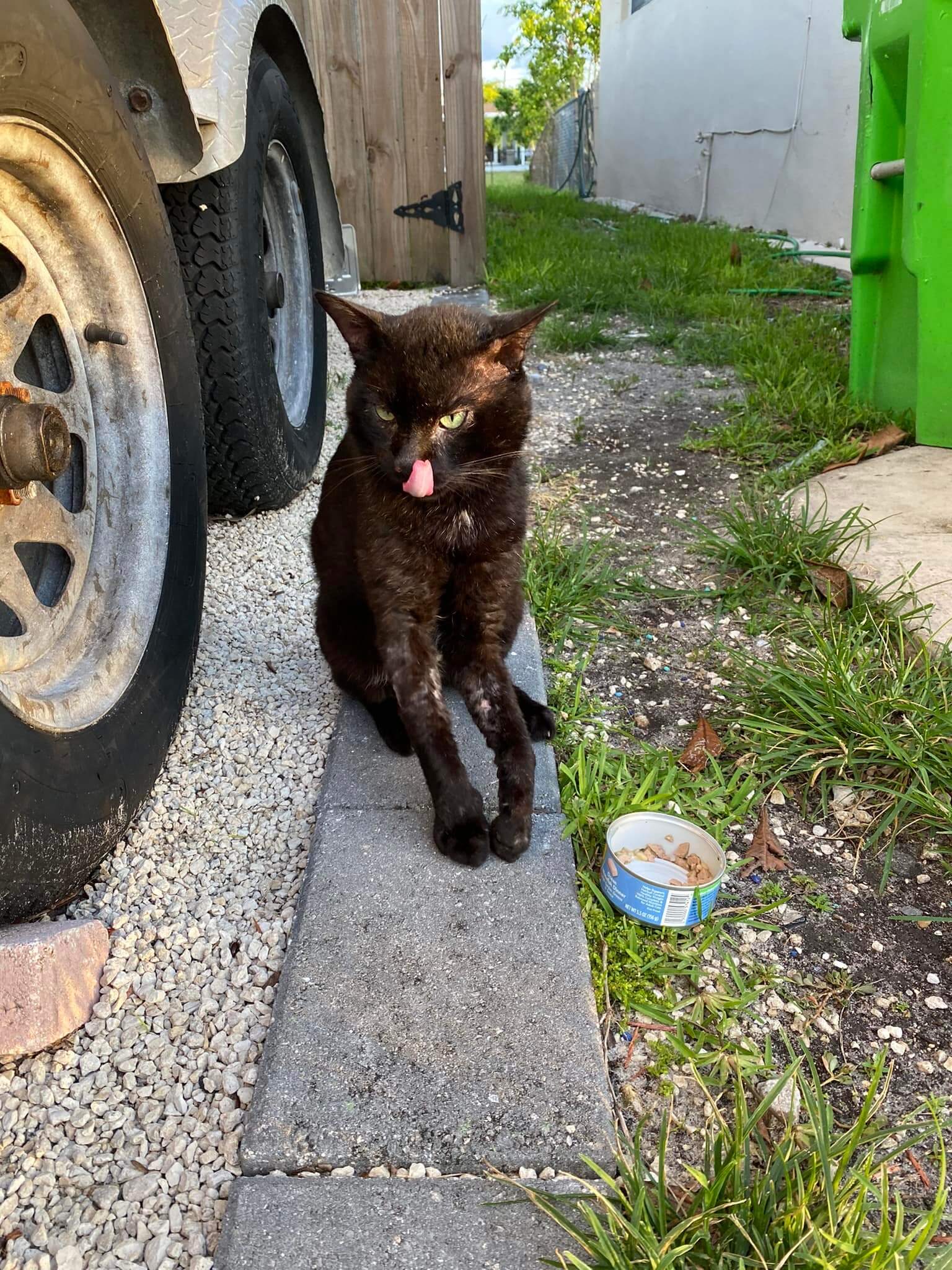 Stray kitty in dire need of rescue: Scratched up and barely can walk